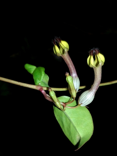 Ceropegia candelabrum (Candlestick ceropegia) — photo