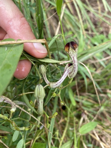 Ceropegia carnosa (Bushman's pipe) — photo
