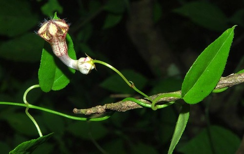 Ceropegia carnosa