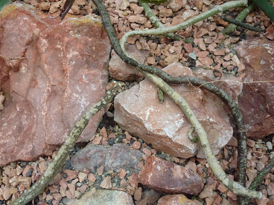 Ceropegia cimiciodora (Bedbug ceropegia) — photo