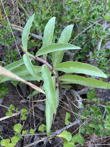 Ceropegia crassifolia — photo