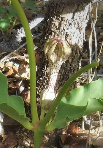 Ceropegia crassifolia — photo
