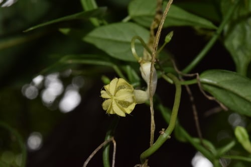Ceropegia crassifolia