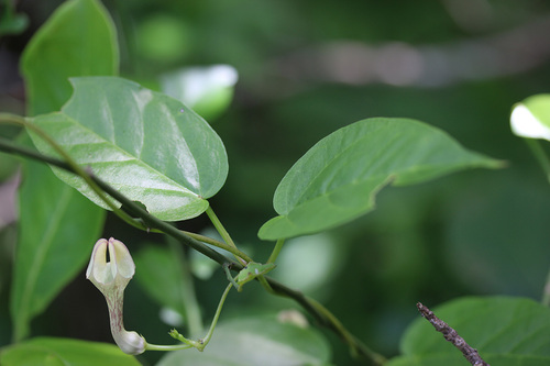 Ceropegia cumingiana (Ceropegia) — photo