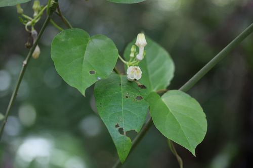 Ceropegia cumingiana (Ceropegia) — photo