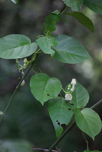 Ceropegia cumingiana