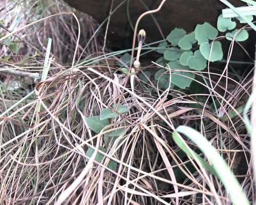 Ceropegia decidua — photo