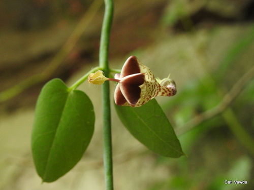 Ceropegia distincta — photo