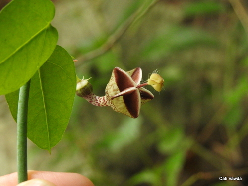 Ceropegia distincta — photo