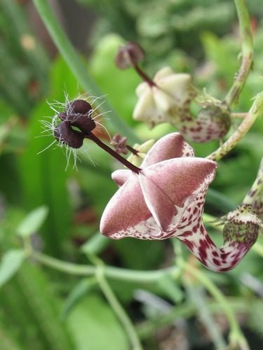 Ceropegia distincta