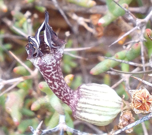 Ceropegia filiformis — photo