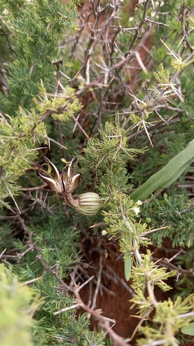 Ceropegia filiformis — photo
