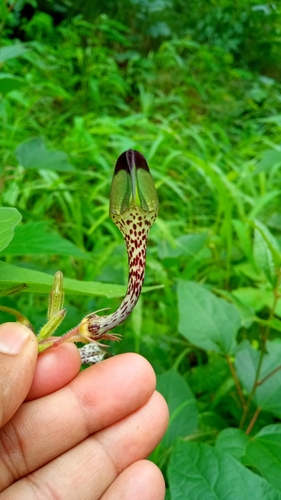 Ceropegia hirsuta (Hairy ceropegia) — photo