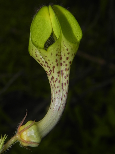 Ceropegia hirsuta