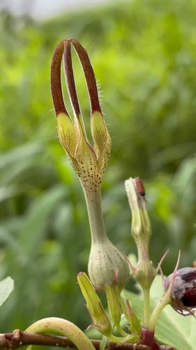 Ceropegia hirsuta (Hairy ceropegia) — photo