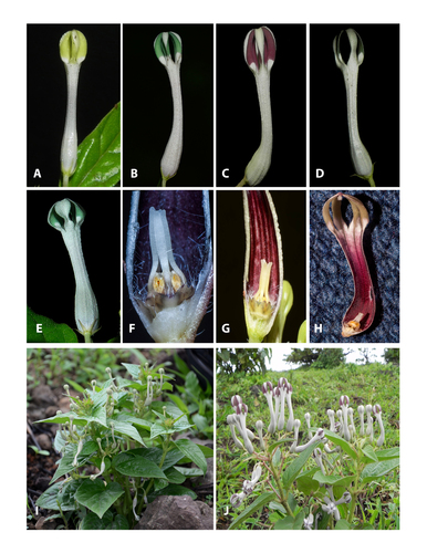 Ceropegia lawii (Law's ceropegia) — photo