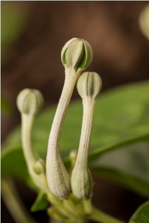 Ceropegia lawii (Law's ceropegia) — photo