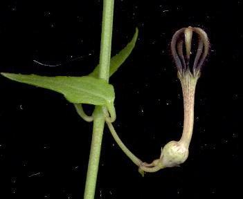 Ceropegia linearis (Rosary vine) — photo