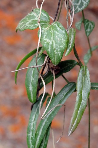 Ceropegia linearis (Rosary vine) — photo