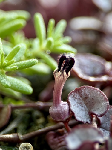 Ceropegia linearis