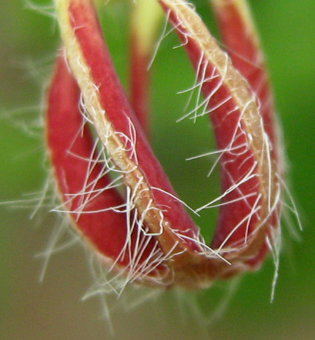 Ceropegia lugardae (Muroodza) — photo