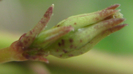 Ceropegia lugardae (Muroodza) — photo