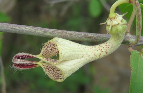 Ceropegia lugardae