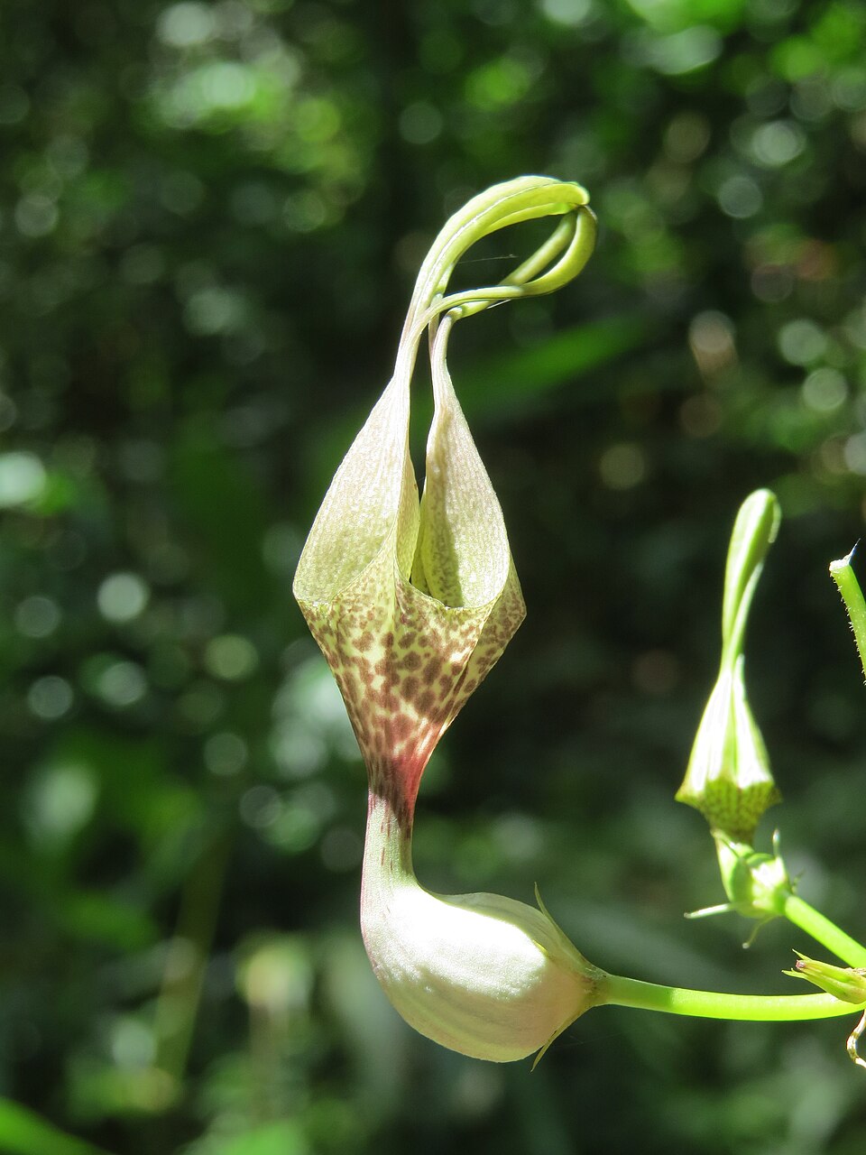 Ceropegia metziana — photo