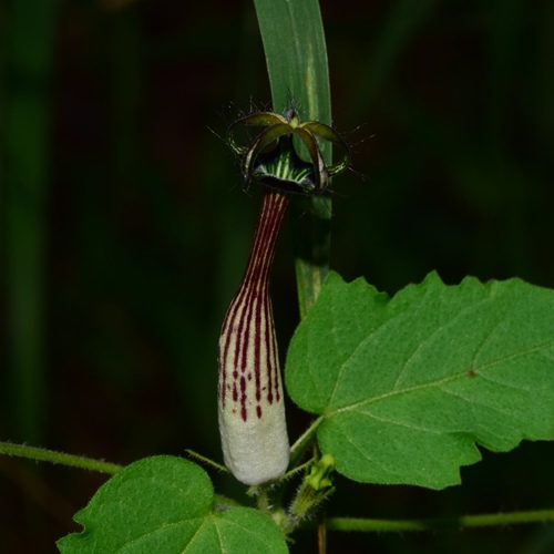 Ceropegia meyeri — photo