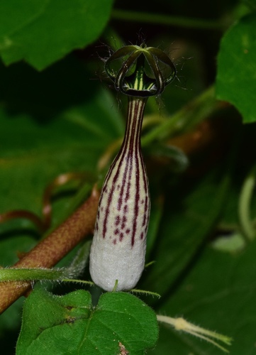 Ceropegia meyeri