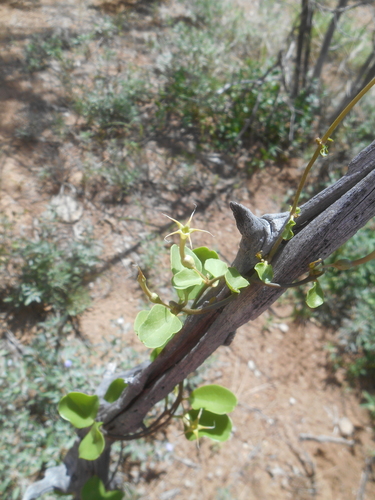 Ceropegia multiflora — photo