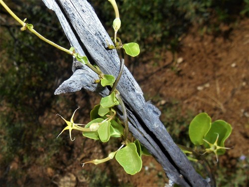 Ceropegia multiflora — photo