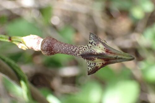 Ceropegia nilotica (Nile ceropegia) — photo