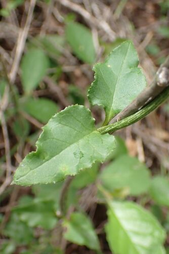 Ceropegia nilotica (Nile ceropegia) — photo