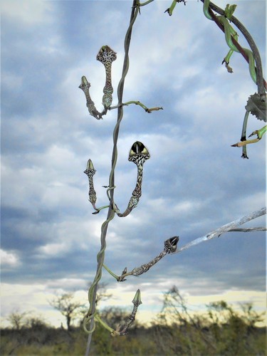 Ceropegia nilotica