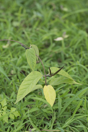 Ceropegia oculata (Peacock ceropegia) — photo