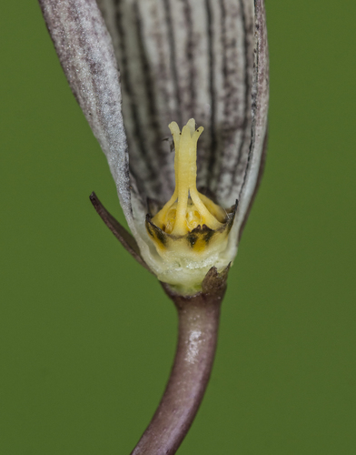 Ceropegia oculata (Peacock ceropegia) — photo