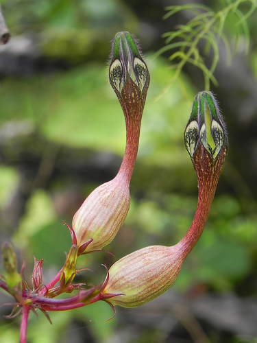 Ceropegia oculata