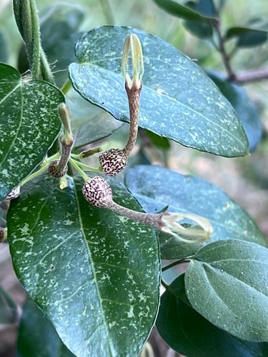 Ceropegia pachystelma subsp. pachystelma