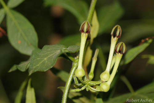Ceropegia pachystelma subsp. pachystelma (Birdcage ceropegia) — photo