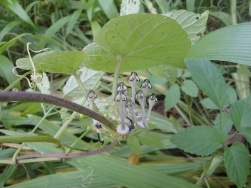 Ceropegia papillata — photo