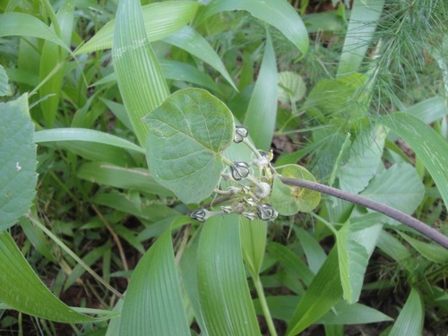 Ceropegia papillata