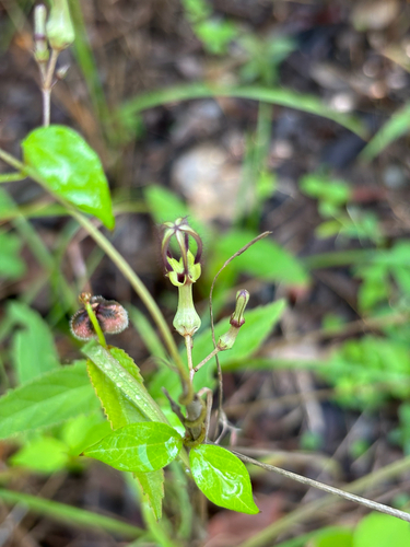 Ceropegia purpurascens — photo
