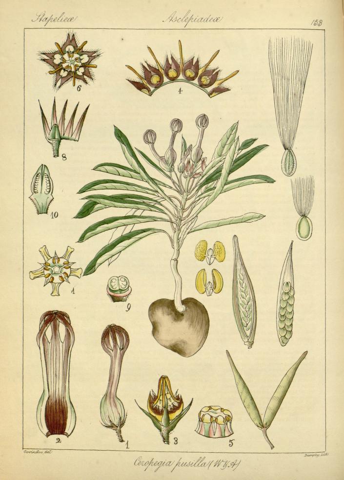 Ceropegia pusilla