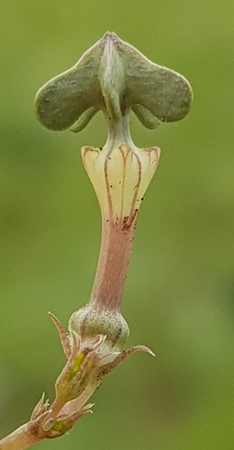 Ceropegia rendallii (Pagodas) — photo