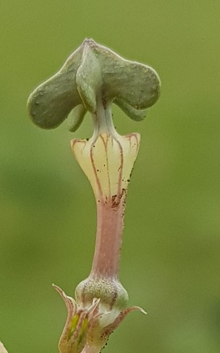 Ceropegia rendallii (Pagodas) — photo
