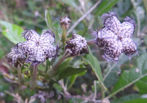 Ceropegia sandersonii (Giant ceropegia) — photo