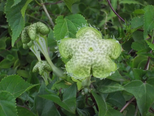 Ceropegia sandersonii (Giant ceropegia) — photo