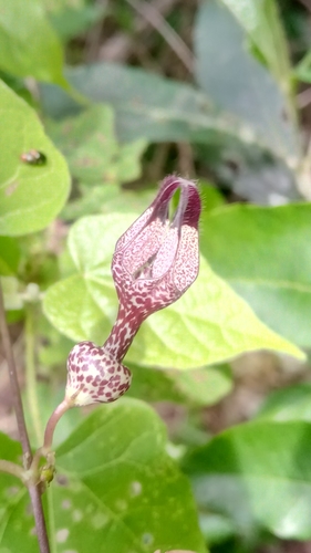 Ceropegia saxatilis — photo