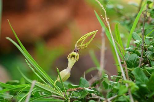 Ceropegia spiralis (Spiral ceropegia) — photo